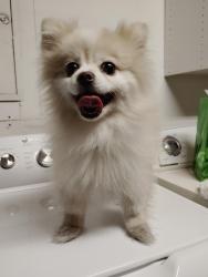 Reunited Female Dog last seen On North Decatur, Near Winco, Las Vegas, NV 89031