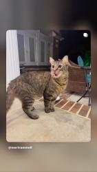 Reunited Unknown Cat last seen Belmont Rd. & Park Ave., Tallahassee, FL 32301