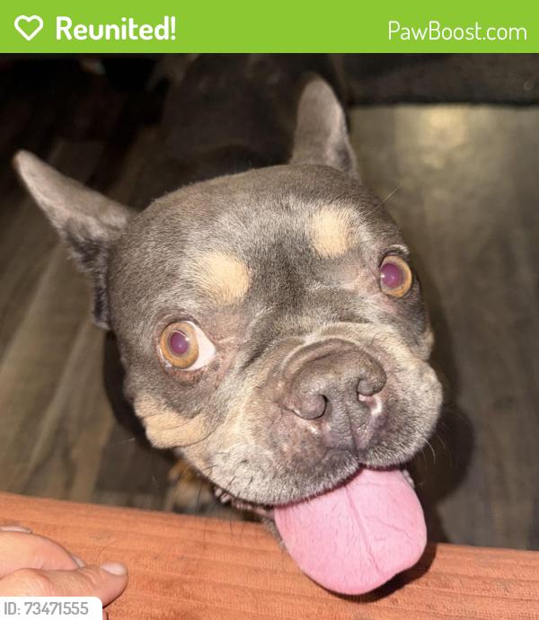 Reunited Female Dog last seen Gallo winery, Modesto, CA 95354
