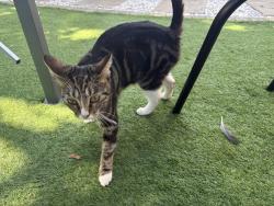 Lost Female Cat last seen Goldings shop, West Northamptonshire, England 