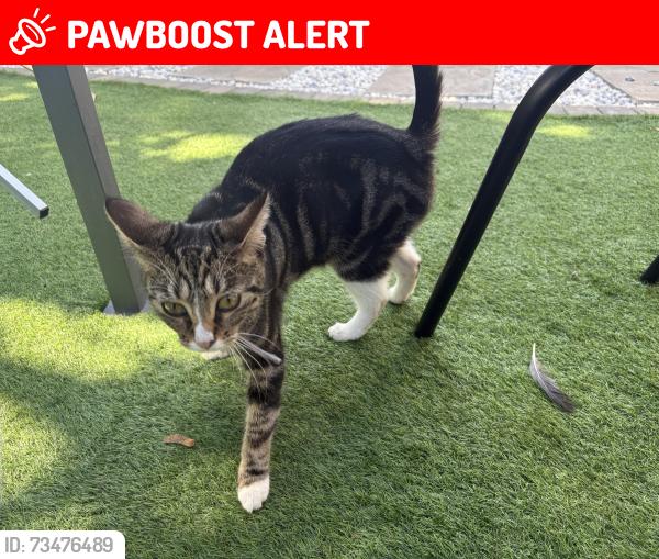 Lost Female Cat last seen Goldings shop, West Northamptonshire, England 