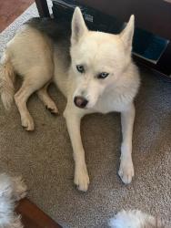 Reunited Male Dog last seen Webb Avenue & Fisher Street, Burlington, NC 27215