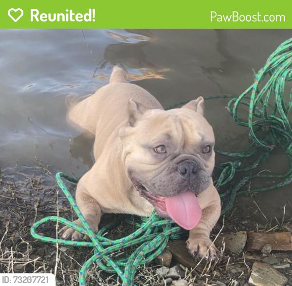 Reunited Male Dog last seen Modesto DMV, Modesto, CA 95354