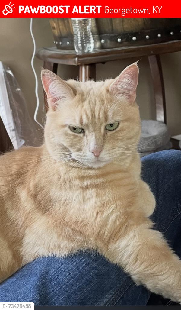 Lost Female Cat last seen Oxford Landing homes, Georgetown, KY 40324