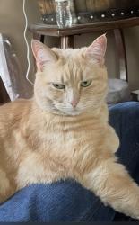 Lost Female Cat last seen Oxford Landing homes, Georgetown, KY 40324