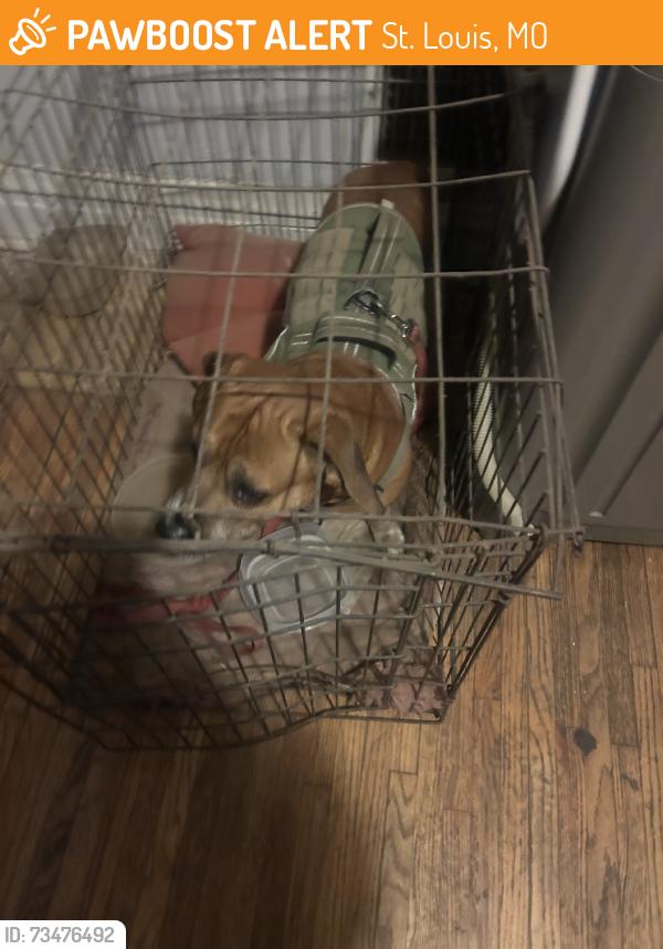 Found/Stray Unknown Dog last seen Minnsota and potmac, St. Louis, MO 63118