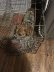Found/Stray Unknown Dog last seen Minnsota and potmac, St. Louis, MO 63118