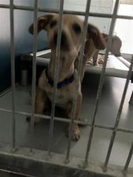 Shelter Stray Female Dog last seen Near BLOCK S CEDAR AVE, FRESNO CA 93702 4504, 5277 E Airways Blvd, Fresno, CA 93727, USA