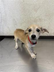 Shelter Stray Female Dog last seen Near BLOCK S CEDAR AVE, FRESNO CA 93702 4504, 5277 E Airways Blvd, Fresno, CA 93727, USA