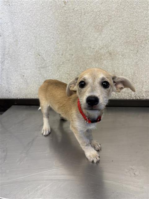 Shelter Stray Female Dog last seen Near BLOCK S CEDAR AVE, FRESNO CA 93702 4504, 5277 E Airways Blvd, Fresno, CA 93727, USA