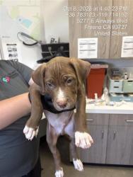 Shelter Stray Male Dog last seen Near BLOCK W FEDORA AVE, FRESNO CA 93705 2625, 5277 E Airways Blvd, Fresno, CA 93727, USA