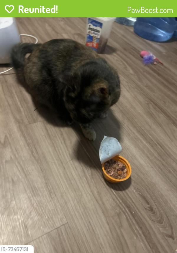 Reunited Female Cat last seen Near hooper st 92124 around the neighborhood, San Diego, CA 92124