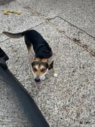 Shelter Stray Male Dog last seen Near BLOCK PREAKNESS LN, 4710 TX-151, San Antonio, TX 78227, USA