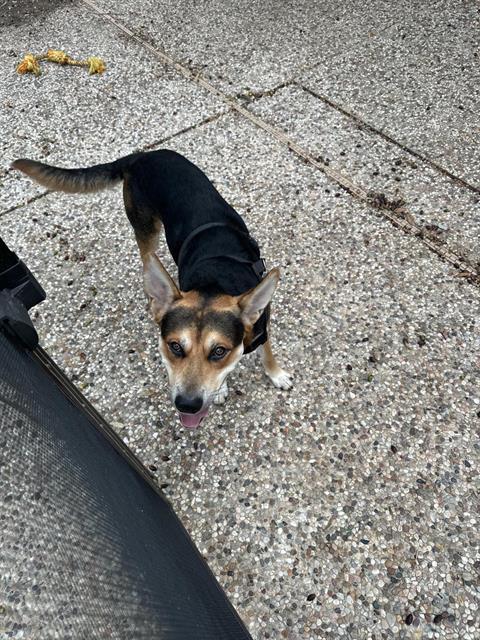Shelter Stray Male Dog last seen Near BLOCK PREAKNESS LN, 4710 TX-151, San Antonio, TX 78227, USA