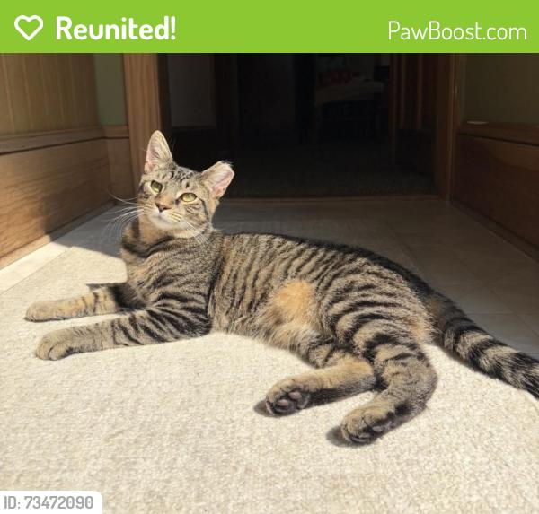 Reunited Male Cat last seen Near White Ave, Mt Ephraim, NJ 08059, USA, Mount Ephraim, NJ 08059