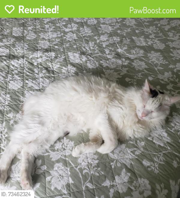 Reunited Male Cat last seen Lampson and Valley View, Garden Grove, CA 92845
