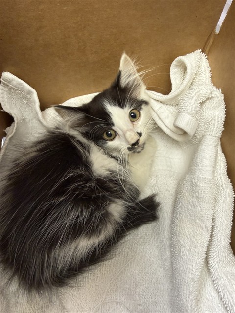 Shelter Stray Male Cat last seen Near BLOCK MARNIE PL, 2020 Forest St, Jacksonville, FL 32204, USA