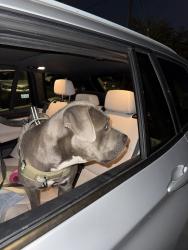 Reunited Female Dog last seen Near E 103rd St Los Angeles, CA 90002 United States, Los Angeles, CA 90002