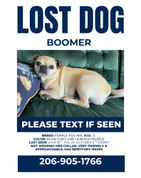 Lost Female Dog last seen Near 36th Ave W, Seattle, WA 98199, Seattle, WA 98199