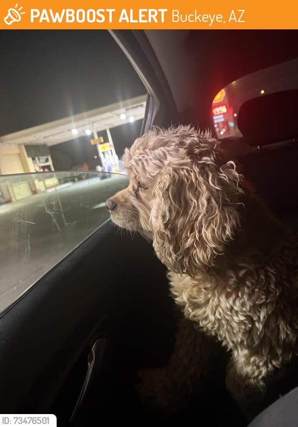 Found/Stray Unknown Dog last seen Mc85 and rainbow, Buckeye, AZ 85326