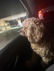 Found/Stray Unknown Dog last seen Mc85 and rainbow, Buckeye, AZ 85326