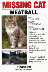 Lost Male Cat last seen Whitaker middle school, Keizer, OR 97303