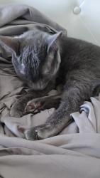 Lost Male Cat last seen Near nw, Miami Gardens, FL 33169