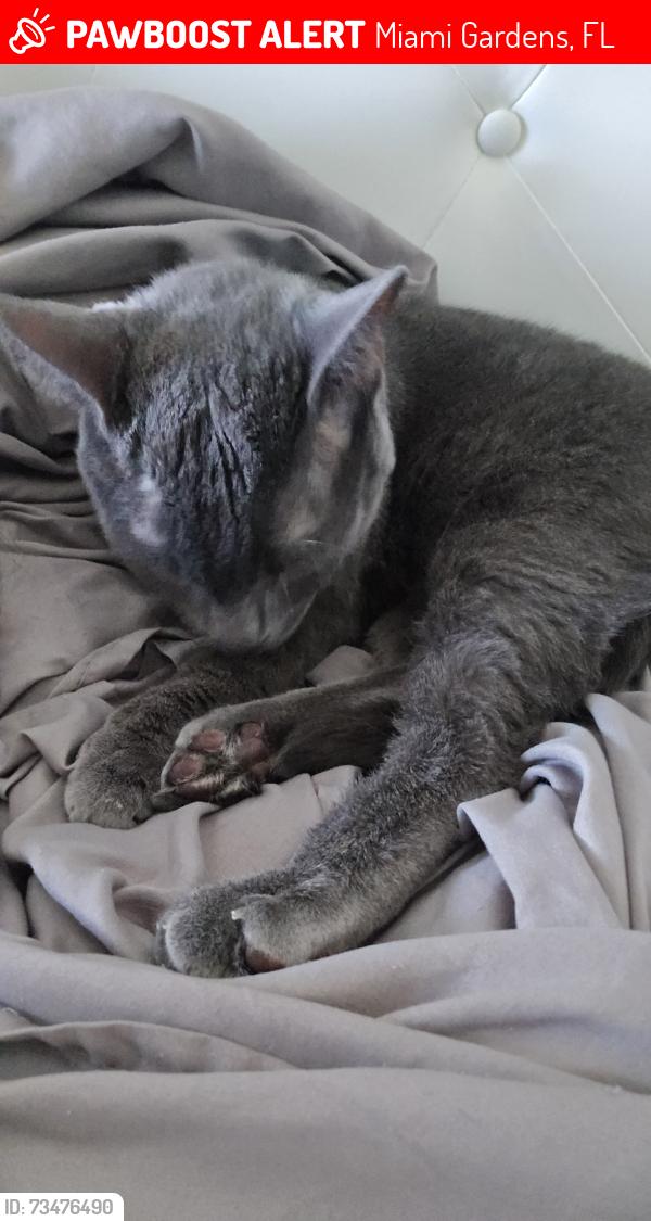 Lost Male Cat last seen Near nw, Miami Gardens, FL 33169