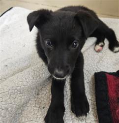 Shelter Stray Female Dog last seen LEFT IN FRONT OF SHELTER, 16 Barnes Ct, Hayward, CA 94544, USA