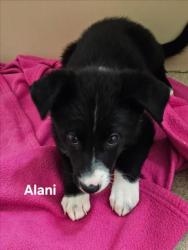 Shelter Stray Female Dog last seen LEFT IN FRONT OF SHELTER, 16 Barnes Ct, Hayward, CA 94544, USA