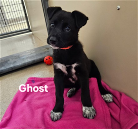 Shelter Stray Female Dog last seen LEFT IN FRONT OF SHELTER, 16 Barnes Ct, Hayward, CA 94544, USA