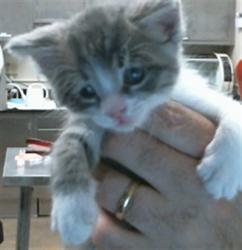 Shelter Stray Male Cat last seen TEAL LN/ROBIN LN, 95632, 3839 Bradshaw Rd, Sacramento, CA 95827, USA