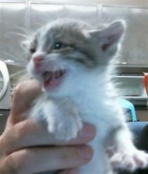 Shelter Stray Male Cat last seen TEAL LN/ROBIN LN, 95632, 3839 Bradshaw Rd, Sacramento, CA 95827, USA