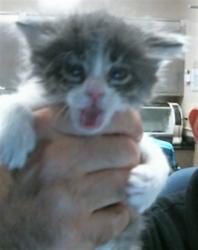 Shelter Stray Female Cat last seen TEAL LN/ROBIN LN, 95632, 3839 Bradshaw Rd, Sacramento, CA 95827, USA