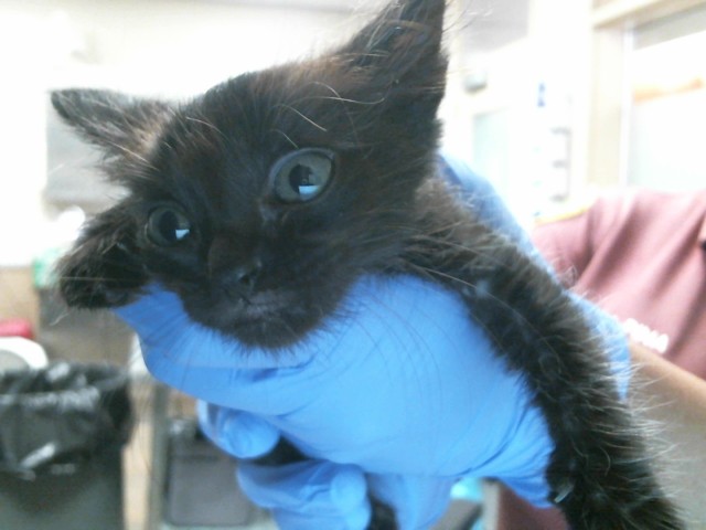Shelter Stray Male Cat last seen ANTELOPE RD/AUBURN BLVD, 95610, 3839 Bradshaw Rd, Sacramento, CA 95827, USA
