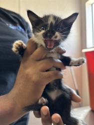 Shelter Stray Female Cat last seen PINEDALE AVE AND ASPEN, 333 Chandler Pl, San Bernardino, CA 92408, USA