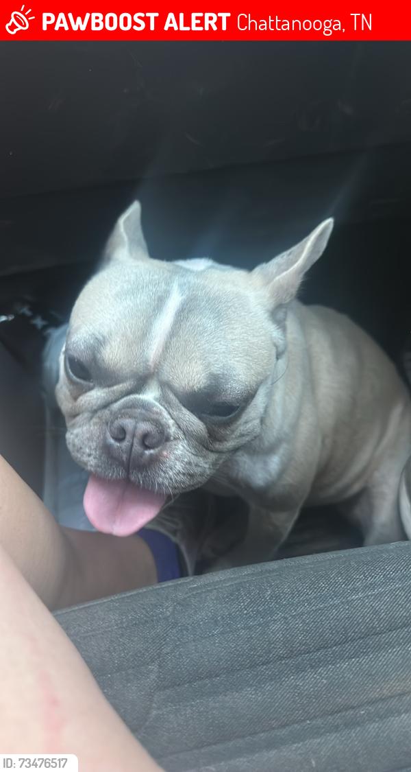 Lost Female Dog last seen Ridge road and s Seminole dr, Chattanooga, TN 37411
