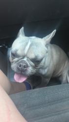 Lost Female Dog last seen Ridge road and s Seminole dr, Chattanooga, TN 37411