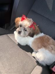 Lost Female Dog last seen Harvest Steel dr / Sterling view / Sterling Point, Baytown, TX 77522