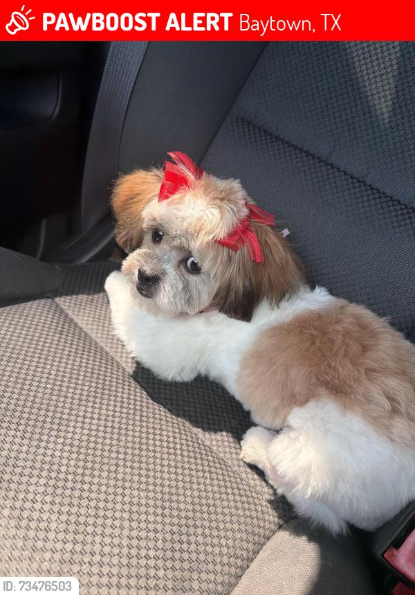 Lost Female Dog last seen Harvest Steel dr / Sterling view / Sterling Point, Baytown, TX 77522
