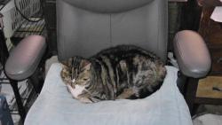 Lost Female Cat last seen Courtney Dr & Wright Rd, Rocky Hill, CT 06067