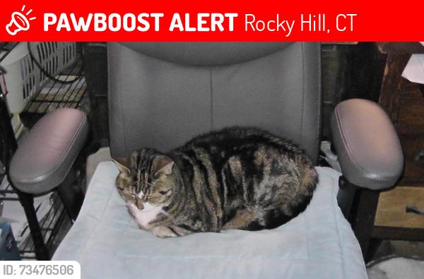 Lost Female Cat last seen Courtney Dr & Wright Rd, Rocky Hill, CT 06067