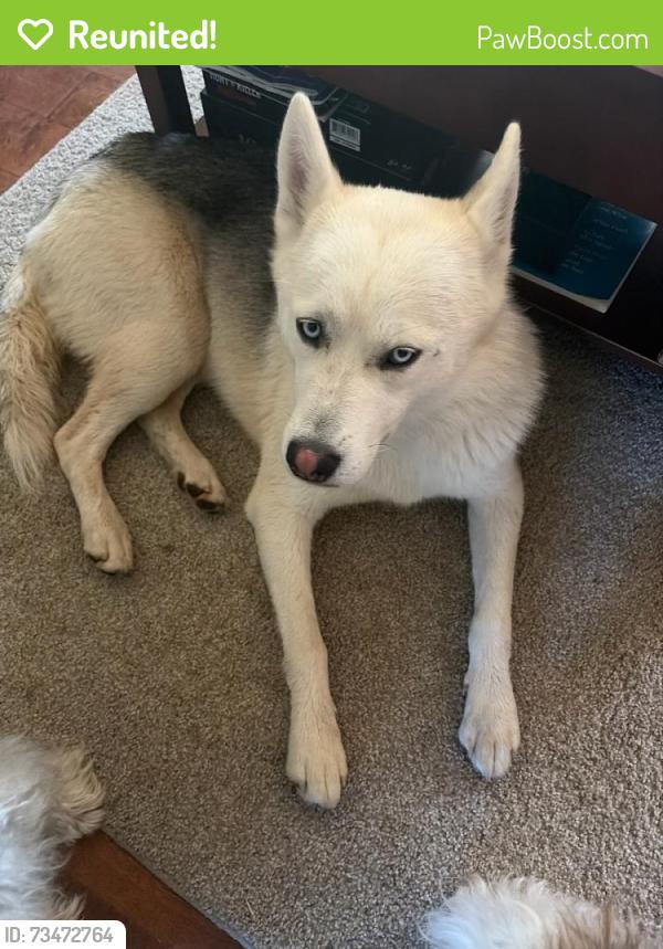 Reunited Male Dog last seen Webb Avenue & Fisher Street, Burlington, NC 27215