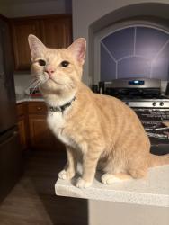 Lost Male Cat last seen Royal Highlands/Via Dana, Enterprise, NV 89141