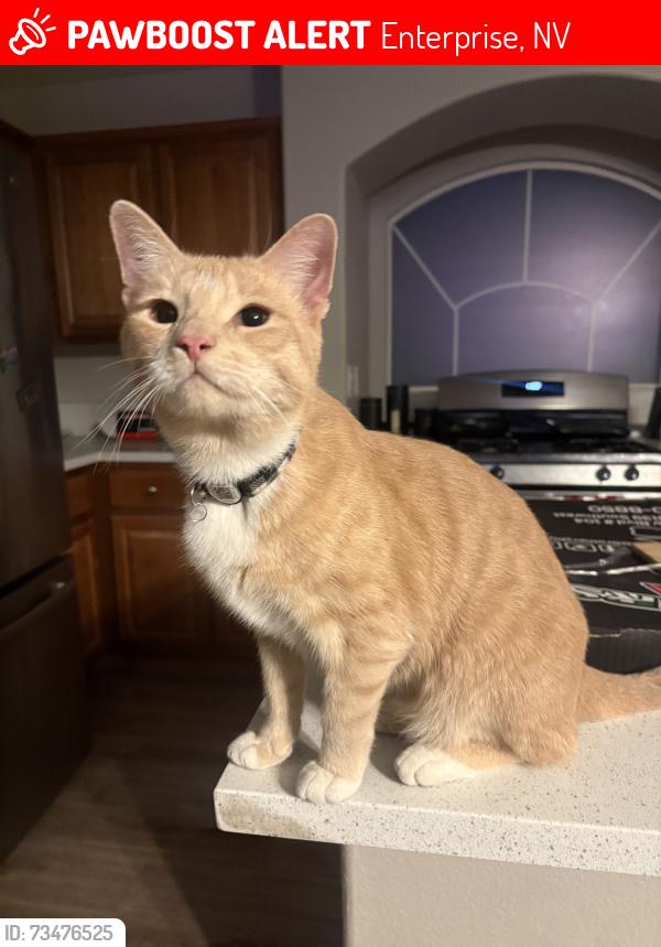 Lost Male Cat last seen Royal Highlands/Via Dana, Enterprise, NV 89141