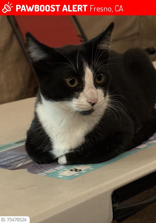 Lost Male Cat last seen Princeton and brawley, Fresno, CA 93722
