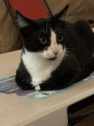 Lost Male Cat last seen Princeton and brawley, Fresno, CA 93722