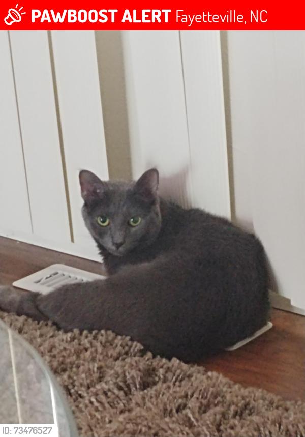 Lost Female Cat last seen Tanglewood off of RoseHill, Fayetteville, NC 28311