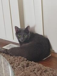 Lost Female Cat last seen Tanglewood off of RoseHill, Fayetteville, NC 28311