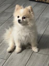 Reunited Female Dog last seen N Decatur and Craig, Las Vegas, NV 89130